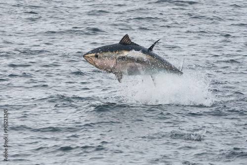 Le thon rouge en Bretagne