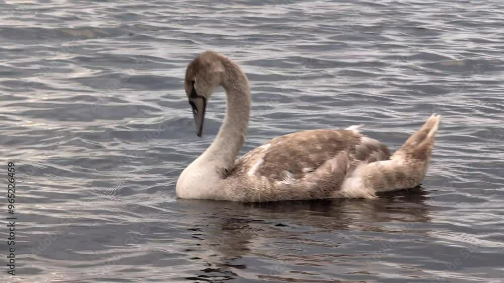 Beautiful young grey swans swimming and playing at Corrib river in Galway, Ireland, animals and wildlife, nature background Beautiful young grey swans swimming and playing at Corrib river in Galway, Ireland, animals and wildlife, nature background