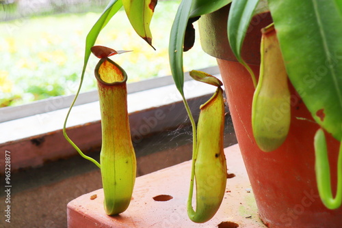 植物園の温室のネペンテス　カーシアナ photo