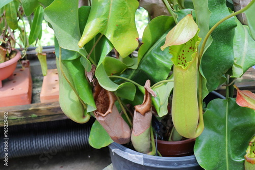 植物園の温室の巨大なネペンテス　トランカータ photo