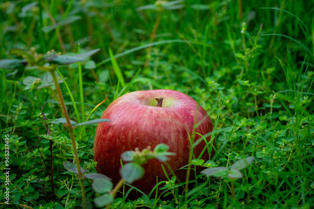 Red Apple fall from the tree, Natural green background Apple Photo 