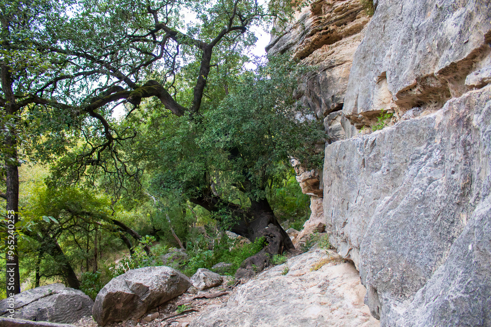 A large tree with sprawling branches stands next to a rocky cliff, creating a scenic and natural environment. The area is scattered with boulders and lush greenery, indicating a tranquil forest settin