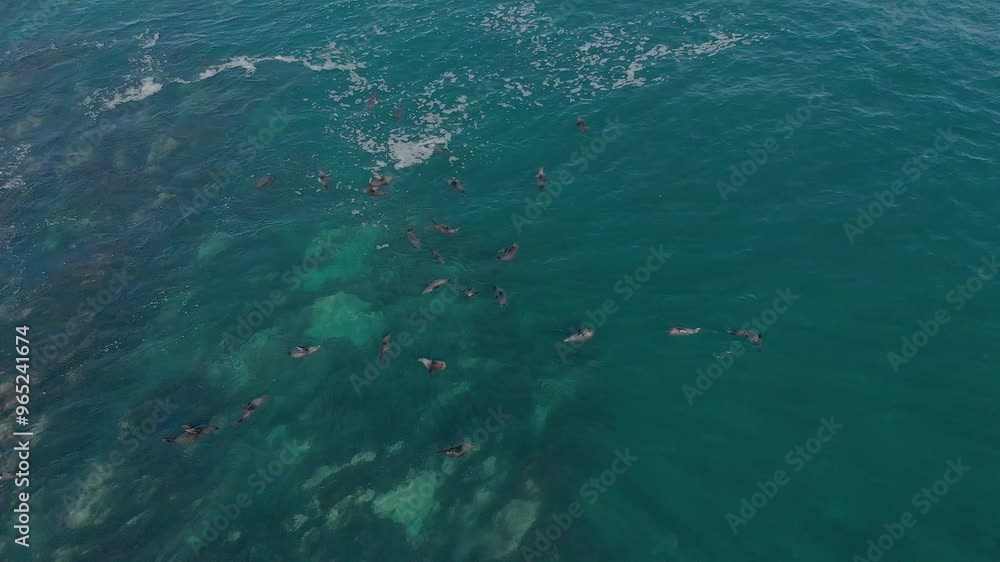 Aerial shot orbitting around a fur seal colony out in the coastal waters in Australia. Aerial shot orbitting around a fur seal colony out in the coastal waters in Australia.