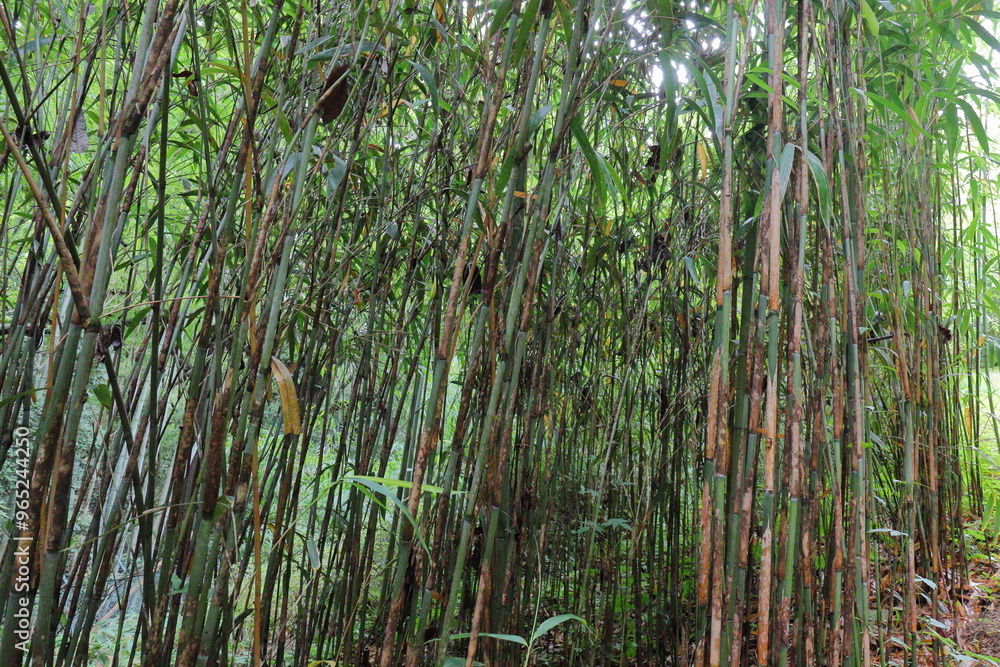 Obraz premium 植物園の竹林のマダケ