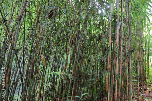 植物園の竹林のマダケ photo