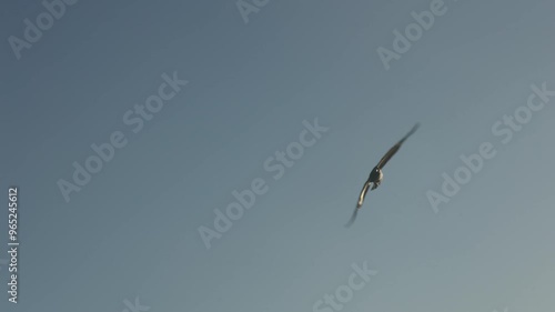 A slow motion shot of a large Pacific Gull flying through the air in Southern Australia on the coast. photo