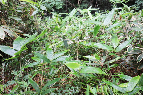 植物園の竹林のミヤコザサ