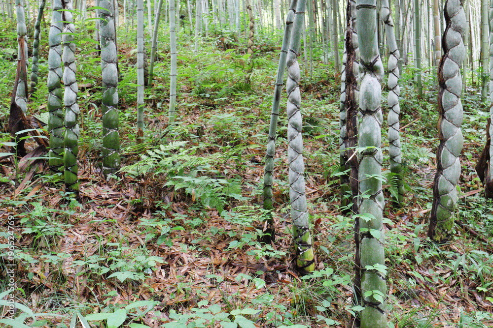Fototapeta premium 植物園の竹林のキッコウチク