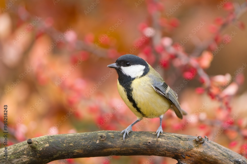 A cute great tit sits on a branch in autumn. Portrait of a titmouse with autumn background. A cute great tit sits on a branch in autumn. Portrait of a titmouse with autumn background.