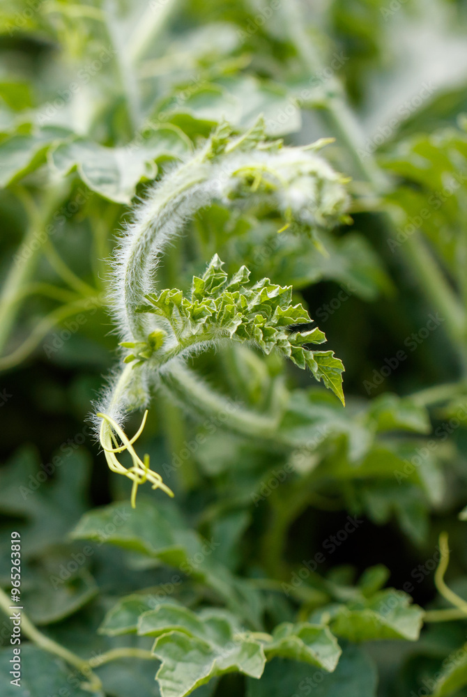 Watermelon plants in nature in early summer Watermelon plants in nature in early summer