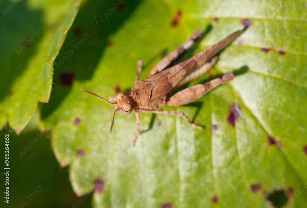 Grasshopper green vegetation in nature. Macro Grasshopper green vegetation in nature. Macro