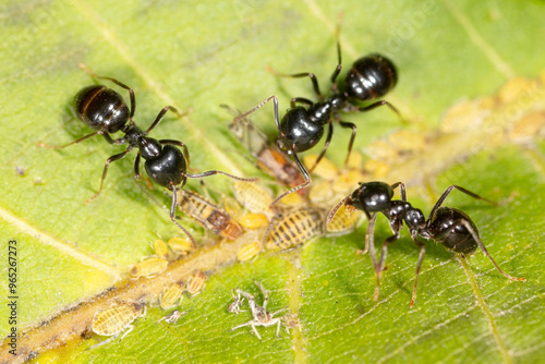 Ants collect aphids on a tree leaf. Macro