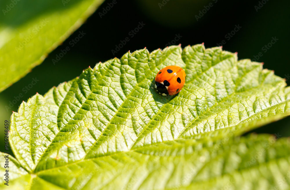Ladybug on a green leaf. Macro Ladybug on a green leaf. Macro