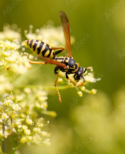 Wasp on a yellow flower. Macro