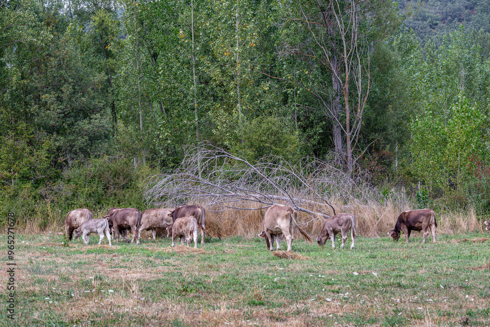 Cows with calves of the Brown Mountain cattle breed grazing in the meadow next to the forest. Cows with calves of the Brown Mountain cattle breed grazing in the meadow next to the forest.