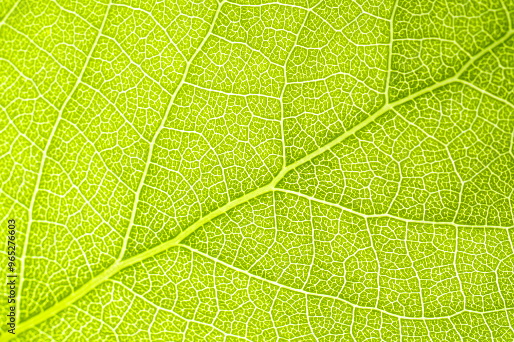 Macro shot of a leaf. Foliage nature background. Macro shot of a leaf. Foliage nature background.