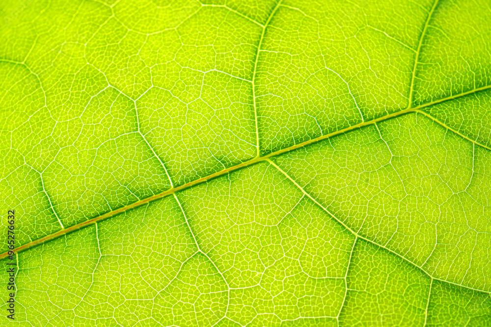Macro shot of a leaf. Foliage nature background. Macro shot of a leaf. Foliage nature background.