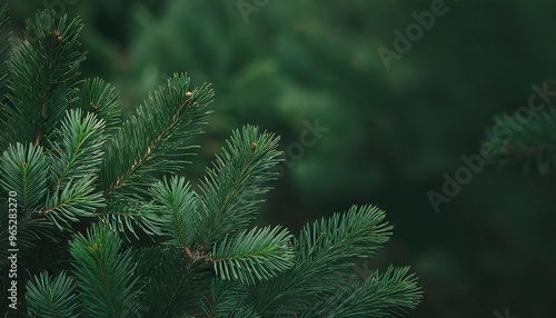 pine christmas and new year holiday green backdrop