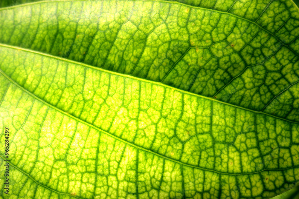 Obraz premium Green leaf with its intricate