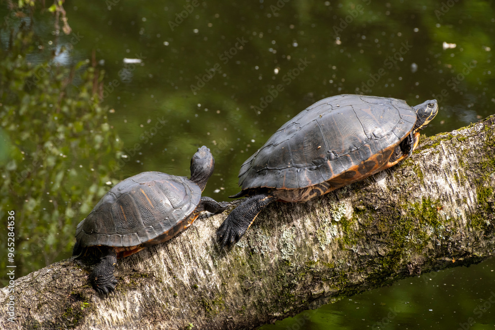 Rotwangen-Schmuckschildkröten (Trachemys scripta elegans) auf einem Baumstamm, Vogelschutzgebiet Heisinger Bogen, Kupferdreh, Essen, Ruhrgebiet, Nordrhein-Westfalen, Deutschland, Europa Rotwangen-Schmuckschildkröten (Trachemys scripta elegans) auf einem Baumstamm, Vogelschutzgebiet Heisinger Bogen, Kupferdreh, Essen, Ruhrgebiet, Nordrhein-Westfalen, Deutschland, Europa