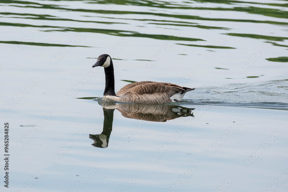 Obraz premium Kanadagans (Branta canadensis) auf dem Baldenysee, Spiegelung, Essen, Ruhrgebiet, Nordrhein-Westfalen, Deutschland, Europa