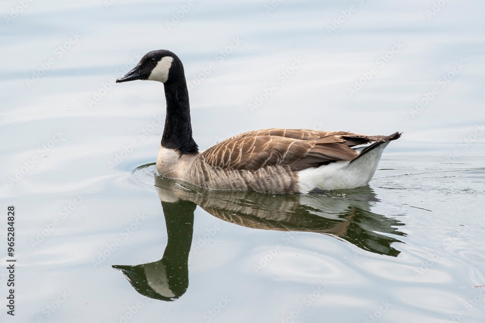Obraz premium Kanadagans (Branta canadensis) auf dem Baldenysee, Essen, Ruhrgebiet, Nordrhein-Westfalen, Deutschland, Europa