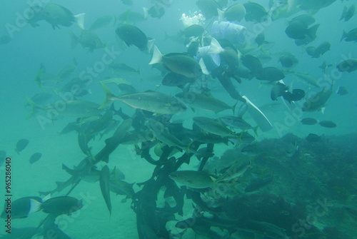 Shark Scramble only 2 hours away from TOKYO. World famous shark scuba diving in ITO, Chiba Japan. photo