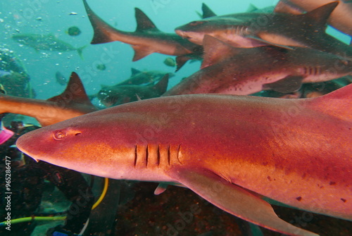 Shark Scramble only 2 hours away from TOKYO. World famous shark scuba diving in ITO, Chiba Japan. photo