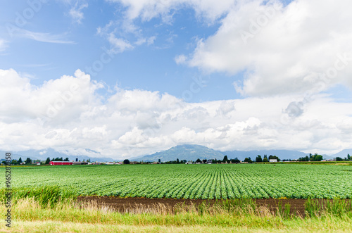 Lush green Blue Berry farms with cloud covered mountains in the background in Chilliwack, Fraser Valley, BC, Canada