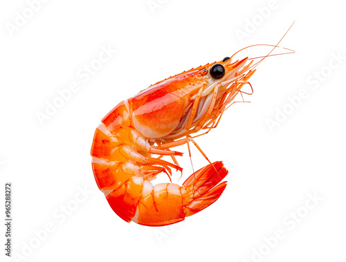 shrimp with transparent background