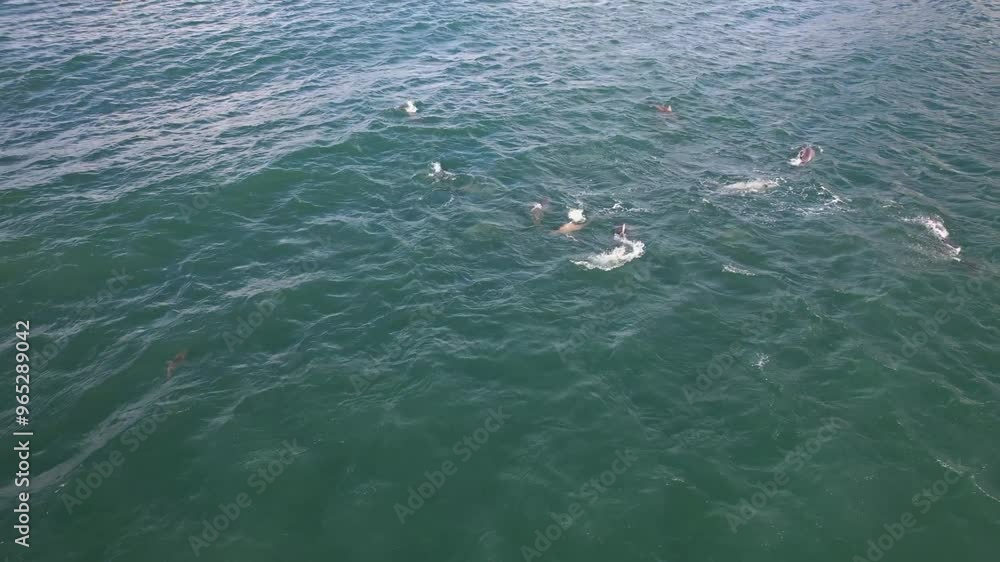 Pod Of Playful Dolphins And Sharks In Byron Bay, NSW, Australia - Aerial Shot Pod Of Playful Dolphins And Sharks In Byron Bay, NSW, Australia - Aerial Shot