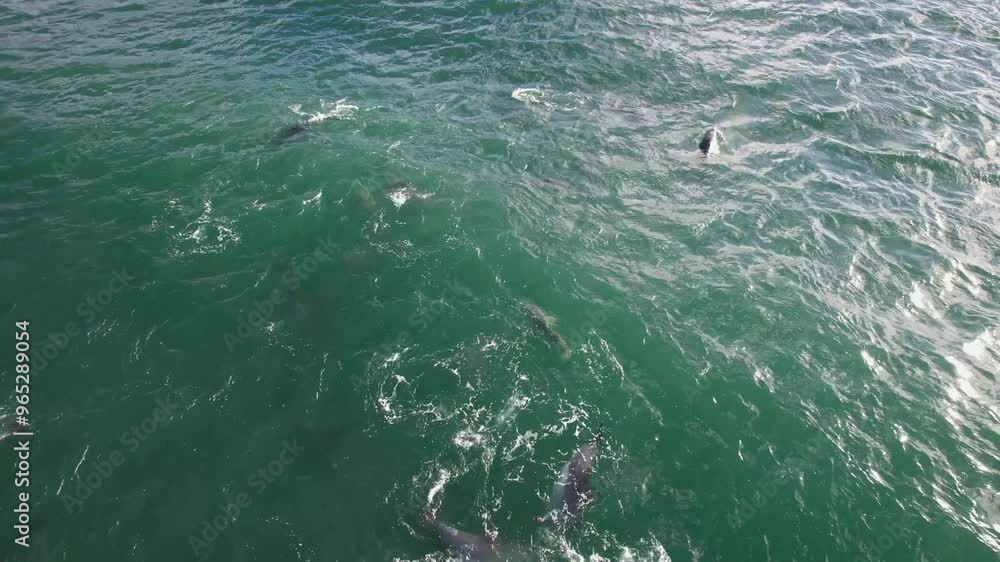 Dolphins And Sharks In Tropical Sea, Byron Bay, NSW, Australia - Drone Shot Dolphins And Sharks In Tropical Sea, Byron Bay, NSW, Australia - Drone Shot