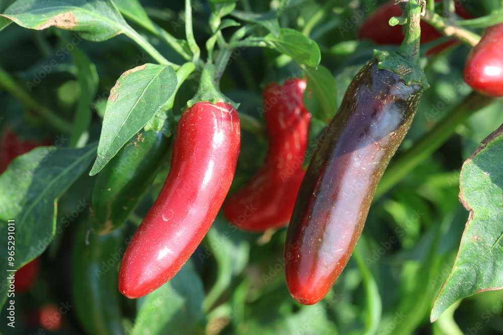 red hot chili peppers in the field