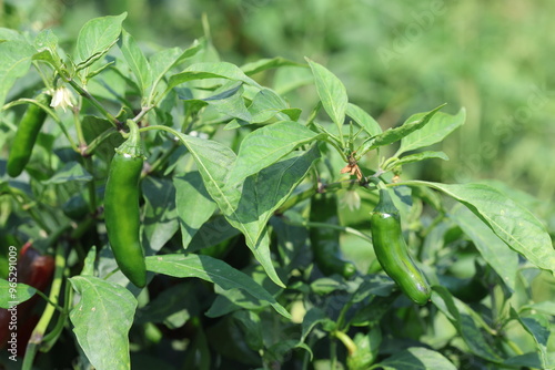 ripening chille peppers in the field photo