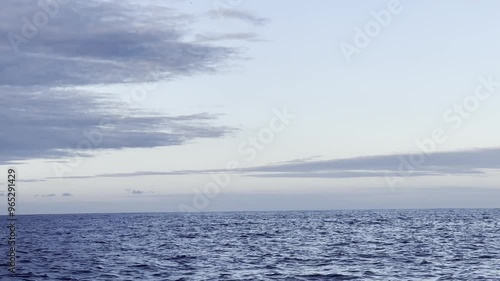 A beautiful pilot whale appears from the deep blue ocean with a serene vibe. photo