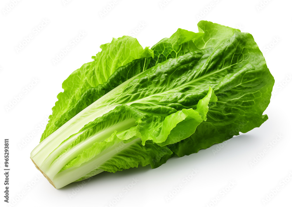 Lettuce leaves. Fresh romaine lettuce on a white background. Lettuce leaves. Fresh romaine lettuce on a white background.