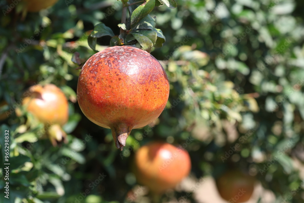 ripening pomegranates on the tree ripening pomegranates on the tree