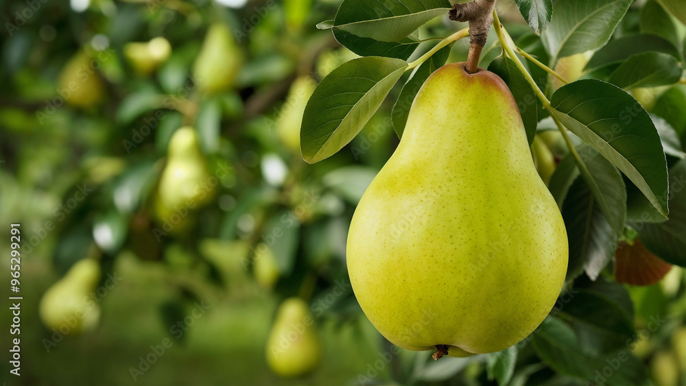 fresh pear on tree with pear garden background fresh pear on tree with pear garden background