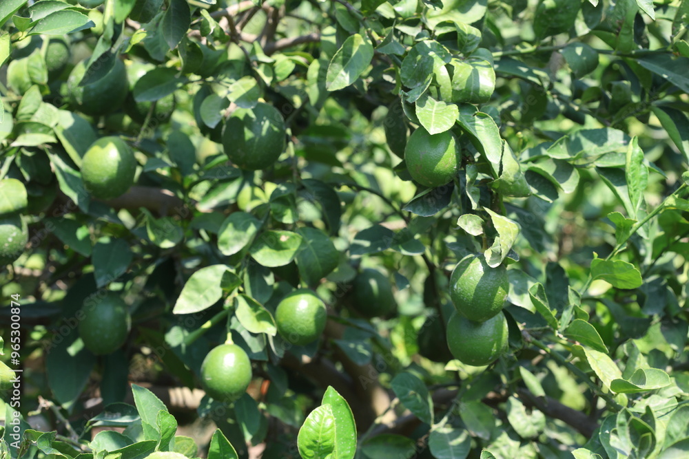 ripening green lemons on the tree ripening green lemons on the tree
