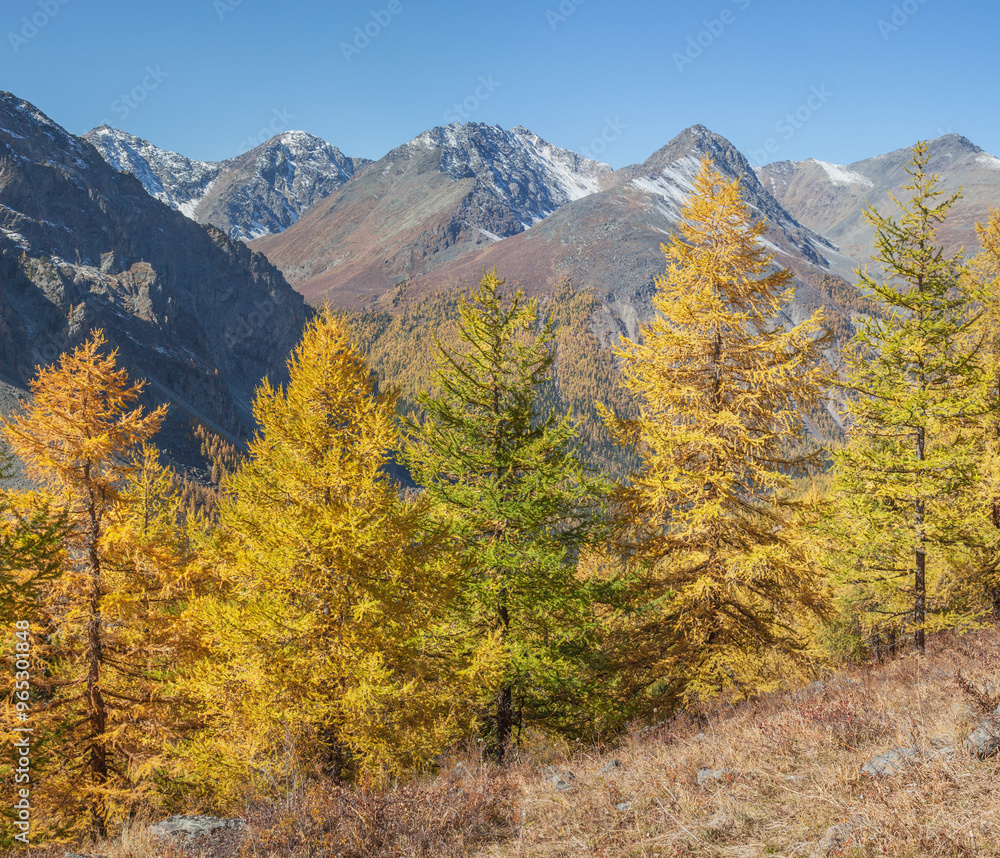 Autumn landscape, mountain peaks and autumn forest, sunny day Autumn landscape, mountain peaks and autumn forest, sunny day