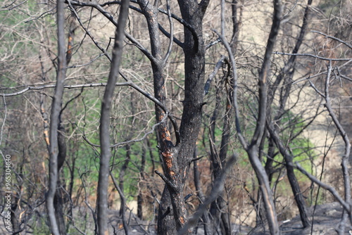 burnt trees in a fire in the forest