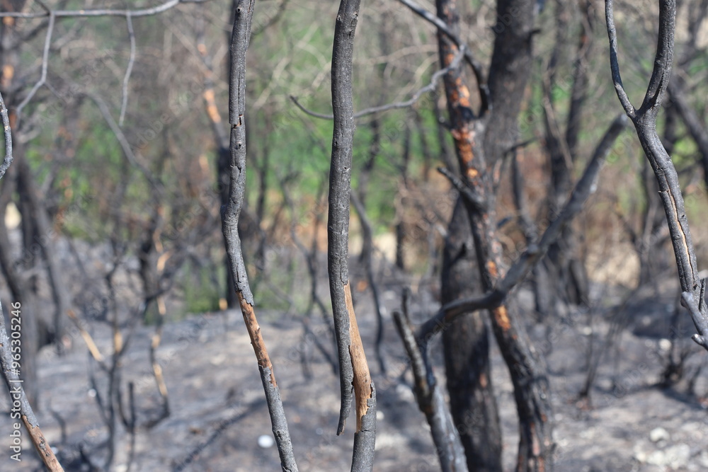 burnt trees in a fire in the forest burnt trees in a fire in the forest