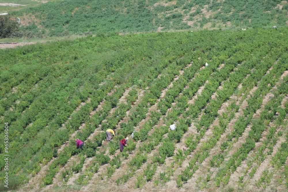 hot chili pepper harvest in summer hot chili pepper harvest in summer