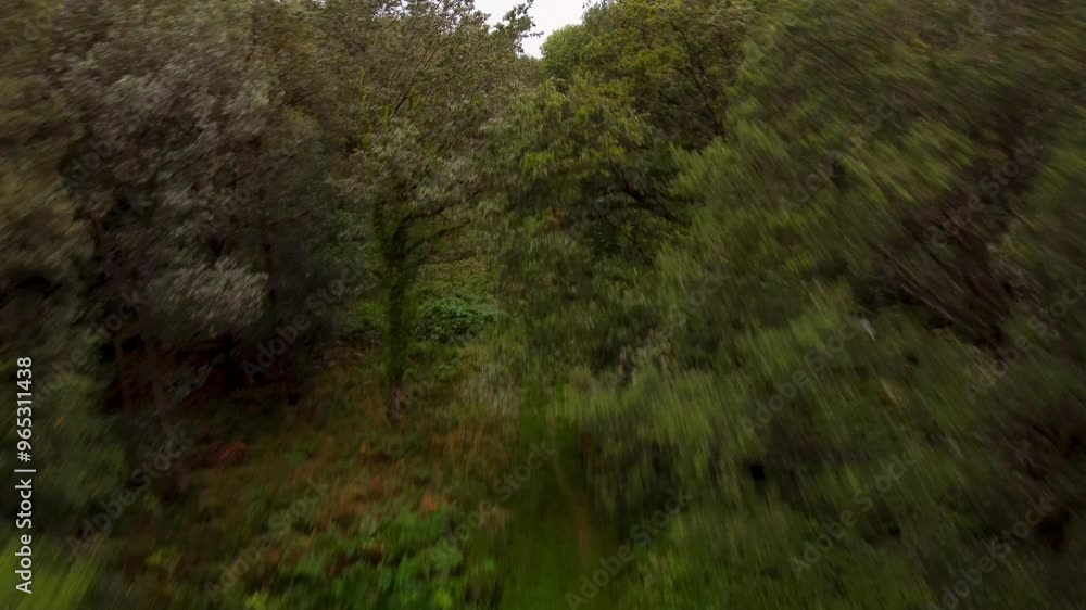 Aerial view forested areas Jungle Woodland Alpine UK Europe in bloom summertime foliage Aerial view forested areas Jungle Woodland Alpine UK Europe in bloom summertime foliage