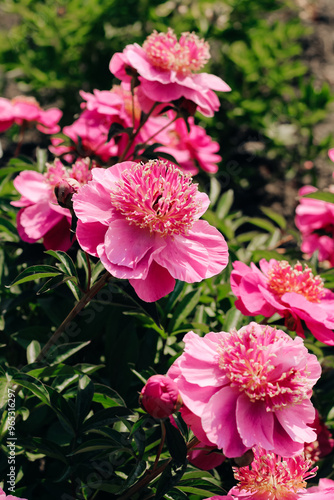 Pink peonies in the garden close-up