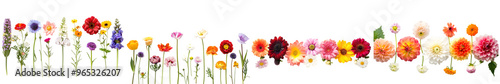 row of various flowers isolated on white background. Generative AI.