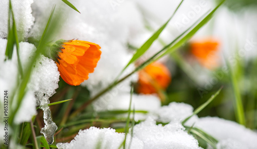 closeup on flower heads of marigold blooming in a snowy garden