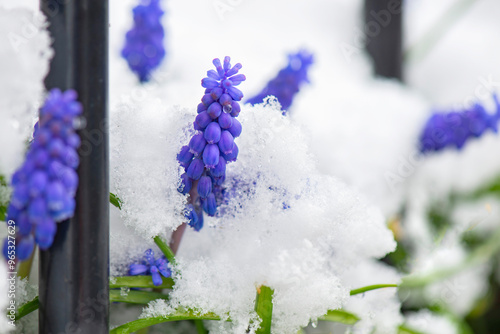 closeup on flower heads of muscari blooming in a snowy garden behind the bars...