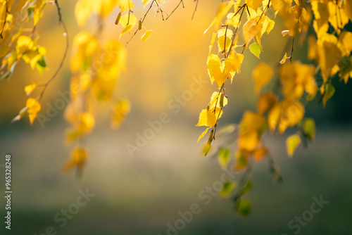 Obraz na płótnie Yellow leaves on the tree in autumn forest at sunset.Beautiful autumn nature background w salonie