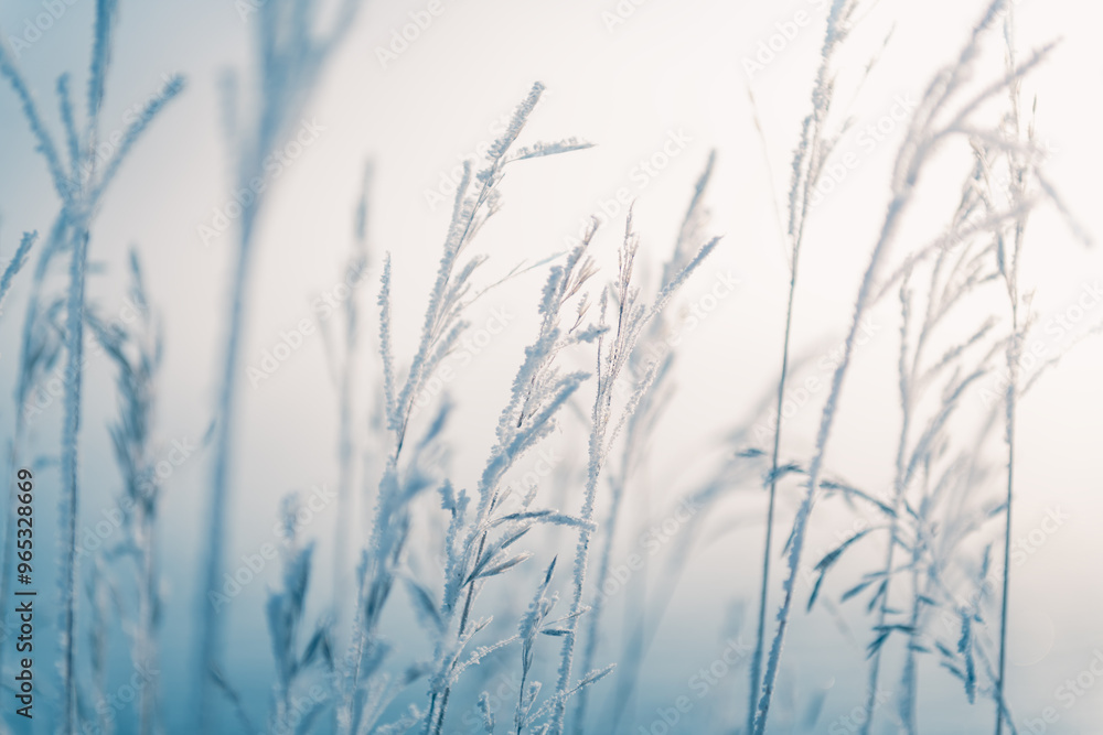 Frost-covered plants in winter forest at foggy sunrise. Macro image, Frost-covered plants in winter forest at foggy sunrise. Macro image,